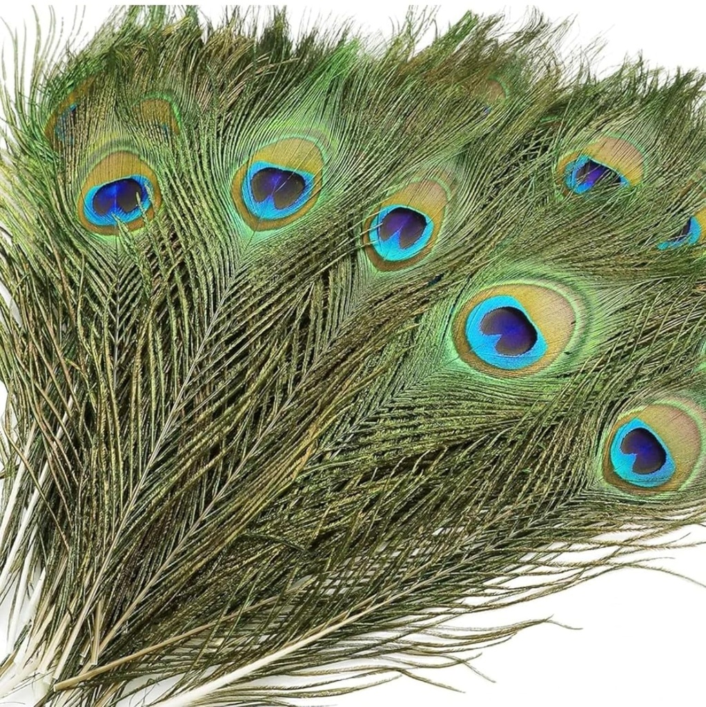 Home Genie Natural Peacock Feathers Ã¢Â€Â“ 10-12 Inches (Pack of 10) Ã¢Â€Â“ for Home DÃƒÂ©c